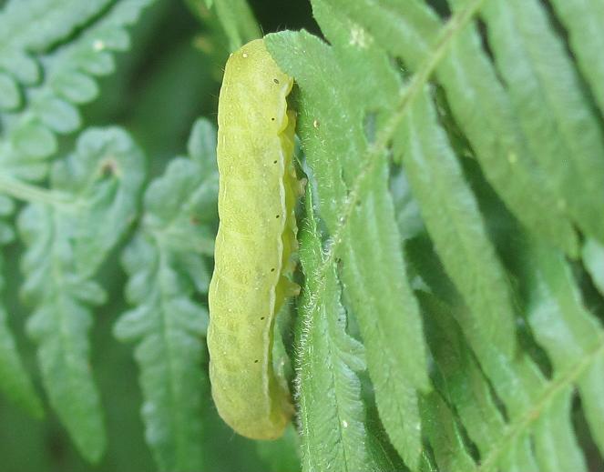 Bruco da ID - Euplexia lucipara